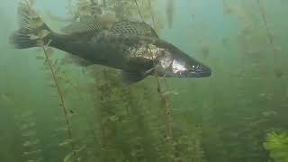 Podvodni snimak Smudja/Zander underwater 📸 - Savsko jezero, Belgrade 💙🐟🇷🇸 #zander#underwater #