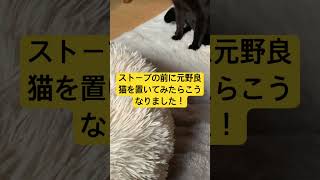 暖かさに感動？ストーブ前の元野良猫の姿がほっこり可愛すぎた！