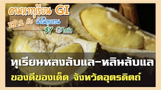 ตามหาทุเรียน GI กับน้าโม่ลุยสวน : ตอน มหัศจรรย์ทุเรียนหลง – หลินลับแล ของดีจากจังหวัดอุตรดิตถ์