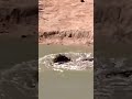 crocodile drags a warthog underwater animals wildlife