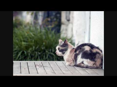 Care for Cats - Skin Mite Dermatitis in Cats - Cat Tips Care for Cats - Skin Mite Dermatitis in Cats - Cat Tips