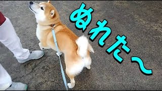 【柴犬】小次郎、梅雨の散歩のあるある