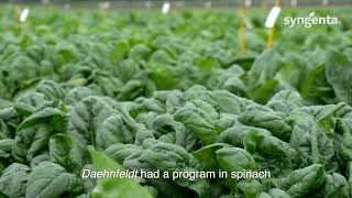 Spinach Market Overview from Syngenta Vegetable Seeds Expert