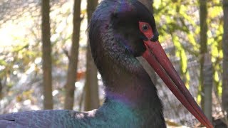 ナベコウ (多摩動物公園) 2019年1月18日