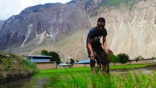 Rice plantations in Ayun Chitral