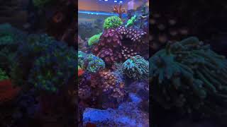 Live Corals in a 750 Gallon Reef Aquarium #Shorts