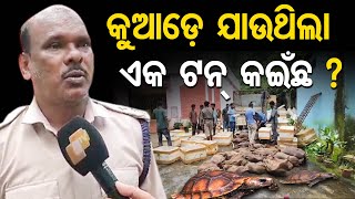 କୁଆଡ଼େ ଯାଉଥିଲା ଏକ ଟନ୍ କଇଁଛ ? | Odisha Reporter