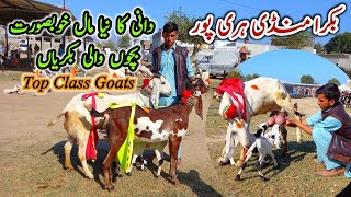 Beautiful Goats With Kids | Bakra Mandi Haripur Latest Update 11/11/2021 | Dani Ki Bakriyan