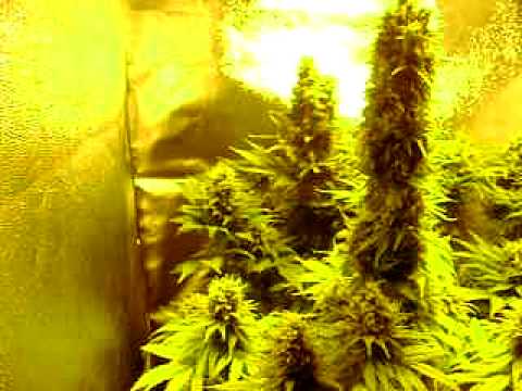 Growing Marijuana (flowering Week 8) - YouTube