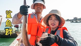 赶海收鲈鱼钓，竟然抓到这么多鲨鱼，带回家又解锁一道新美食