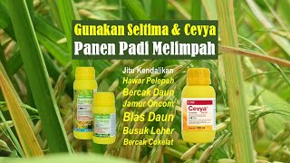 Penggunaan Fungisida Seltima 100 CS dan Cevya 400 SC untuk Meningkatkan Hasil Panen Padi