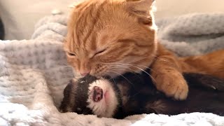 寝かしつけてほしい末っ子猫と爆睡フェレットが可愛い cat\u0026ferret