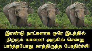 இரண்டு நாட்களாக ஒரே இடத்தில் நிற்கும் யானை! அருகில் சென்று பார்த்தபோது காத்திருந்த பேரதிர்ச்சி!