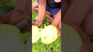 Round shape Zucchini