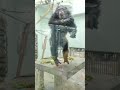 餅喰●㊳チンパンジー・スグルくん・沖縄こどもの国・・・chimpanzee ・okinawa zoo u0026 museum 20230114