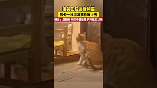 店员正在逗宠物猫，店外一只流浪猫也凑上去，愿所有“毛孩子”都能被岁月温柔以待！ #小猫咪成长日记  #可爱猫咪分享给可爱的人  #shorts