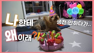 미니쭈쭈 Vlog | 쭈쭈 900일 기념 \u0026 미니 축하 파티 | 난생 처음 축하받은 강아지 반응?! | Party with adorable Baby and Puppy