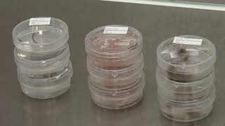 Subculturing small seaweeds (macroalgae)