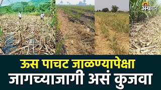 Sugarcane Trash Management : ऊस पाचट कुजविण्याची योग्य पद्धत | Agrowon