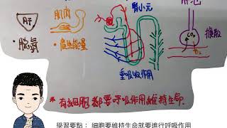 CE BIO2005MC15 細胞維持生命就要進行呼吸作用，最後以線粒體數目推論呼吸速率