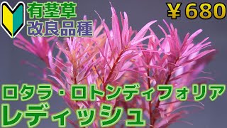 【水草紹介】赤紫色でロタラの中で1番育成しやすい。ロタラ・ロトンディフォリア・レディッシュ【ふぶきテトラ】