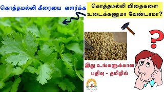 கொத்தமல்லி விதைகளை எப்படி சரியாக உடைக்கலாம்? - Tips மாடித்தோட்டம் வீட்டுத்தோட்டம் DDs