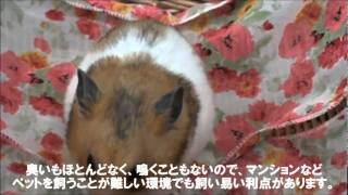 1分で分かるエキゾチックアニマル～ハムスター編～