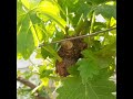 ڕێکخستنی قەدی مێو و هەڵپاچینی بەهارە prunig a vine in spring and trunk adjustment