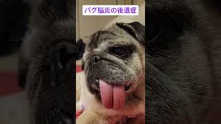 パグ脳炎の後遺症#パグ脳炎 #パグ #犬