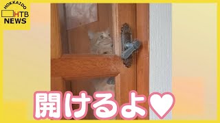 【視聴者投稿】器用にドアを開けてくれるネコちゃん…でも、閉めてはくれません…。