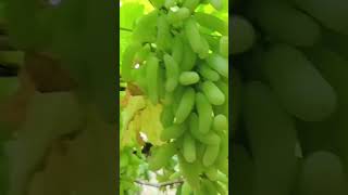 Full elongeted grapes | New Verity grapes | #farming #grape #fruit #vegetables #healthyfruits