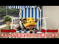 ひょっこりいきなりキレて先住犬に八つ当たりする子犬のチワワが可愛い