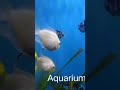 Aquarium #oceanlife #coversong