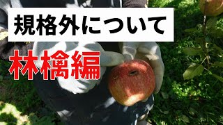 【訳あり】規格外について知ろう。林檎編