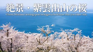 【紫雲出山の桜】ニューヨークタイムズにも掲載された、死ぬまでに行きたい香川県の桜の名所【絶景】