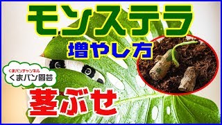 モンステラの増やし方・茎ぶせ編【くまパン園芸】