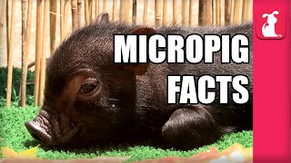 7 Interesting Pig Facts!