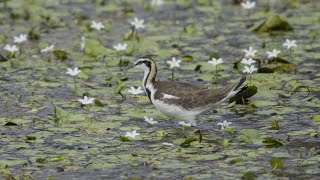 美濃湖的冬羽水雉/Pheasant-tailed Jacana