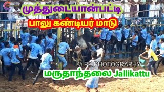 புதுக்கோட்டை மாவட்டம் மருதாந்தலை பாலு கண்டியர் மாடு  தொட்டுப் பார் #jallikattu