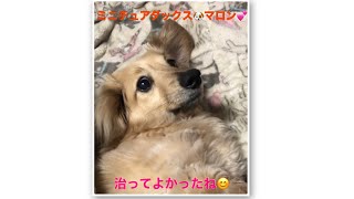 ミニチュアダックス🐶マロン💕♀ 腹痛😢