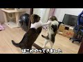 新猫じゃらしでテンションmaxになっちゃう猫