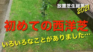 【放置芝生】自宅庭の西洋芝この一年を振り返る