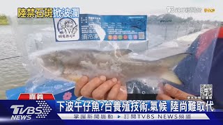 牠會走石斑魚後塵?午仔魚陸難養 台有優勢｜TVBS新聞