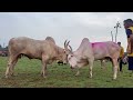 maharashtra &GOA bull fight  gulab vs Target win gulab