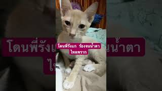 ชานมเย็นโดนพี่แกล้ง #แมวน่ารัก #สัตว์เลี้ยง #kitten #lovecats #แมว #animal #ชมรมคนรักแมว #catlover