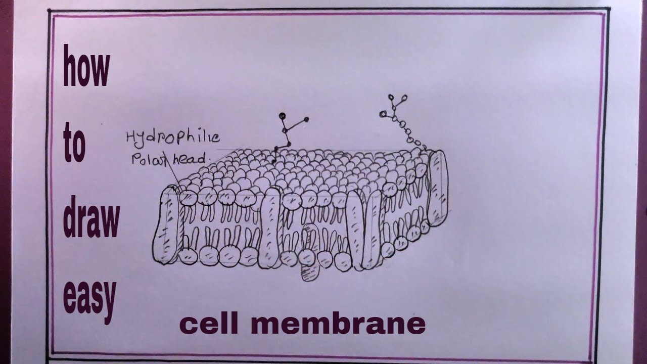 How To Draw And Label Cell Membrane Infoupdate Org