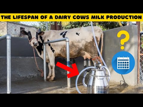 How much milk will a cow produce in a day?