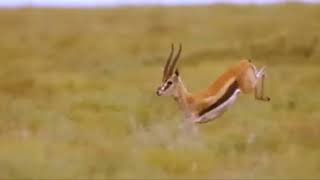 DEER DISAPEARS IN THE GRASS FROM  CHEETHA/ANIMALS PLANET