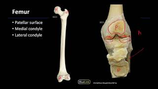 Osteology - M1 Dissection Supplement