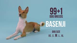 Basenji